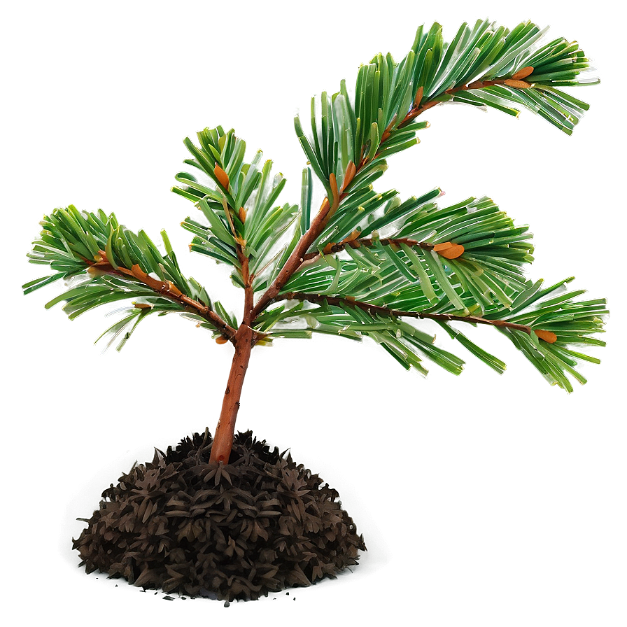 Pine Tree Seedling Png 54 PNG