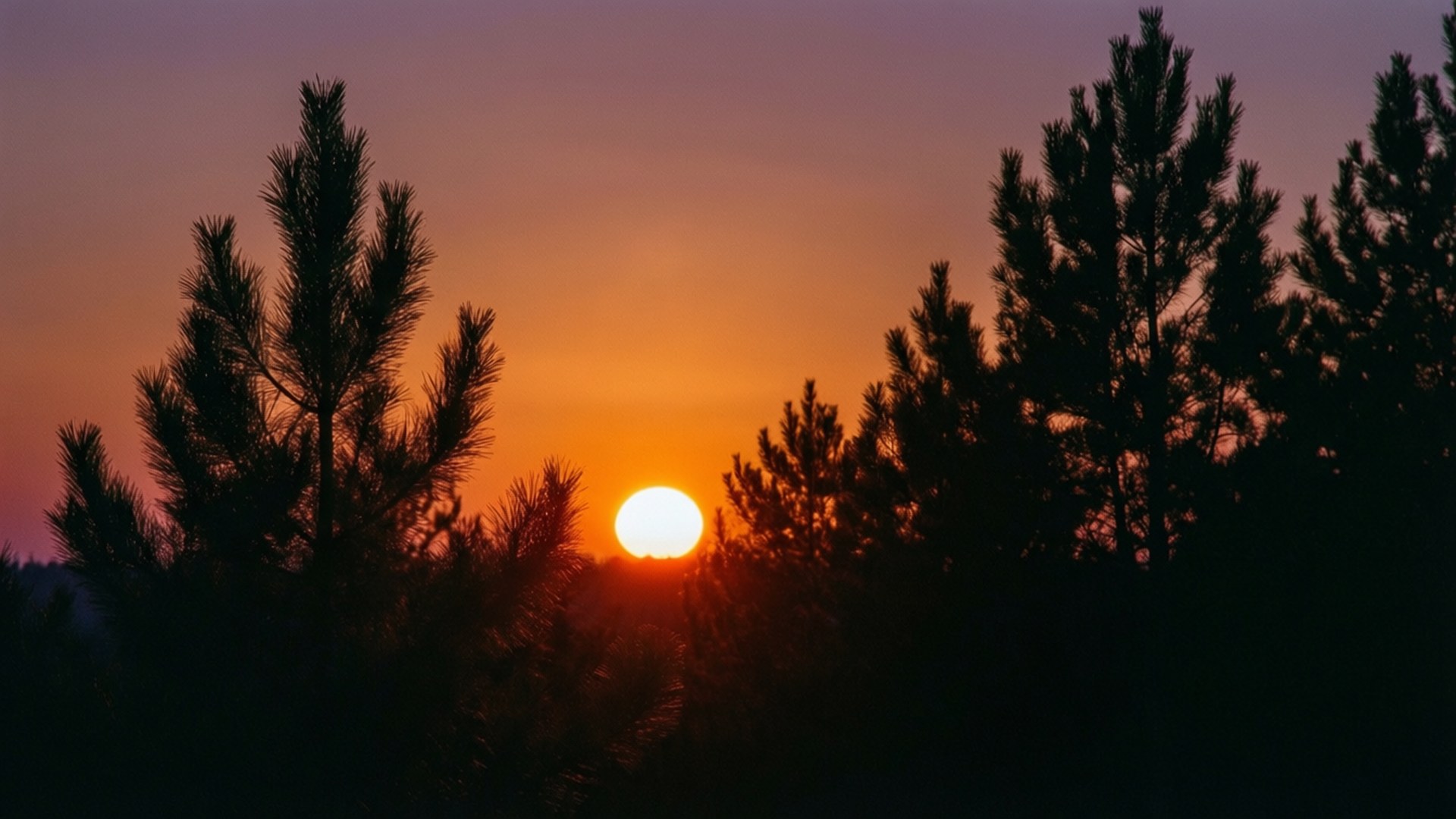 Furutre solnedgang halv sol Bakgrunner