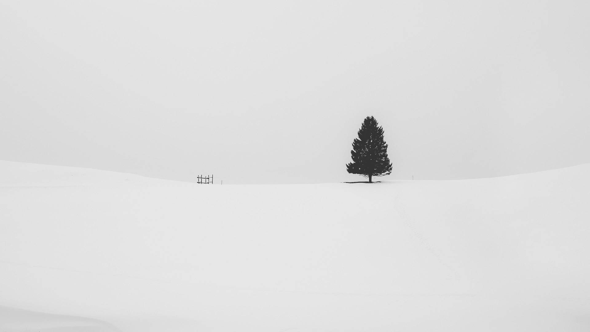 Pinetræ hvid minimalistisk Wallpaper