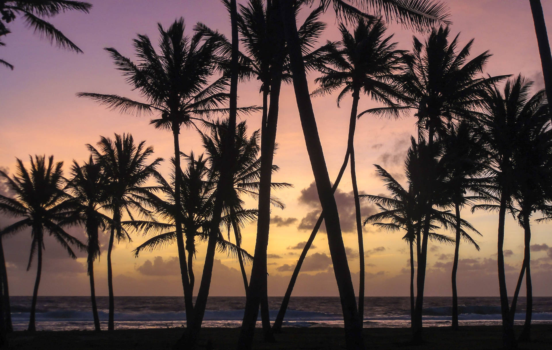 Pine Trees At Sunset In Marshall Islands