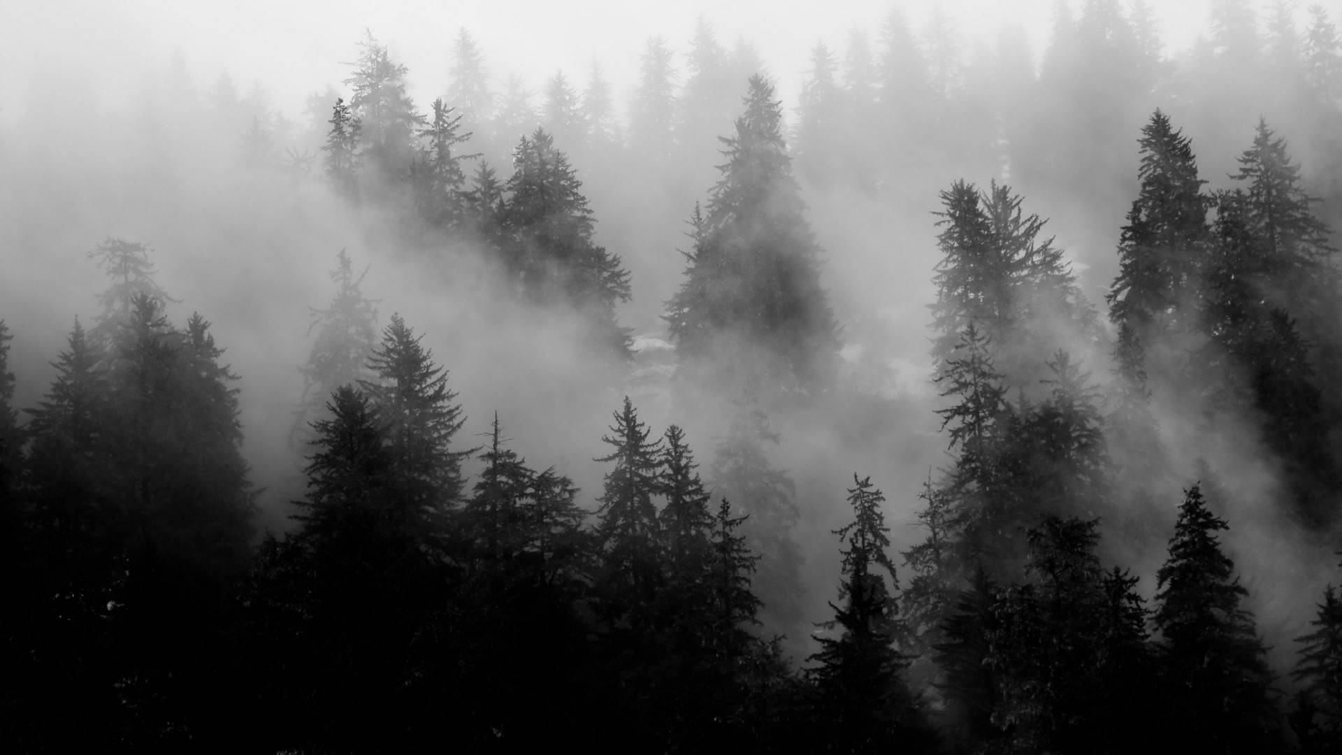 Graner træer sort æstetisk Tumblr bærbar baggrundsbillede Wallpaper