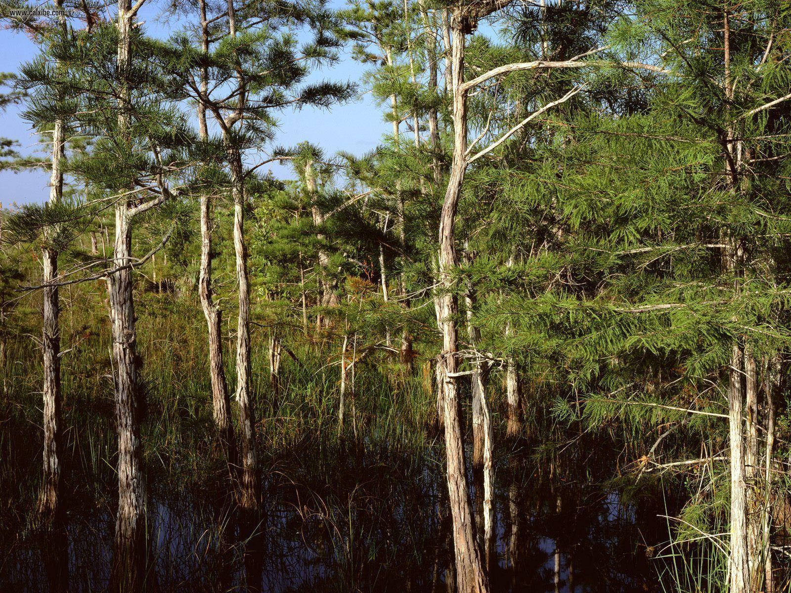 Pine Trees Everglades National Park Wallpaper