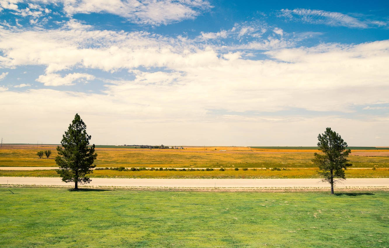 Spektakulærefyrretræer Spredt Ud Over Kansas' Landskab Som Skrivebordsbaggrund. Wallpaper
