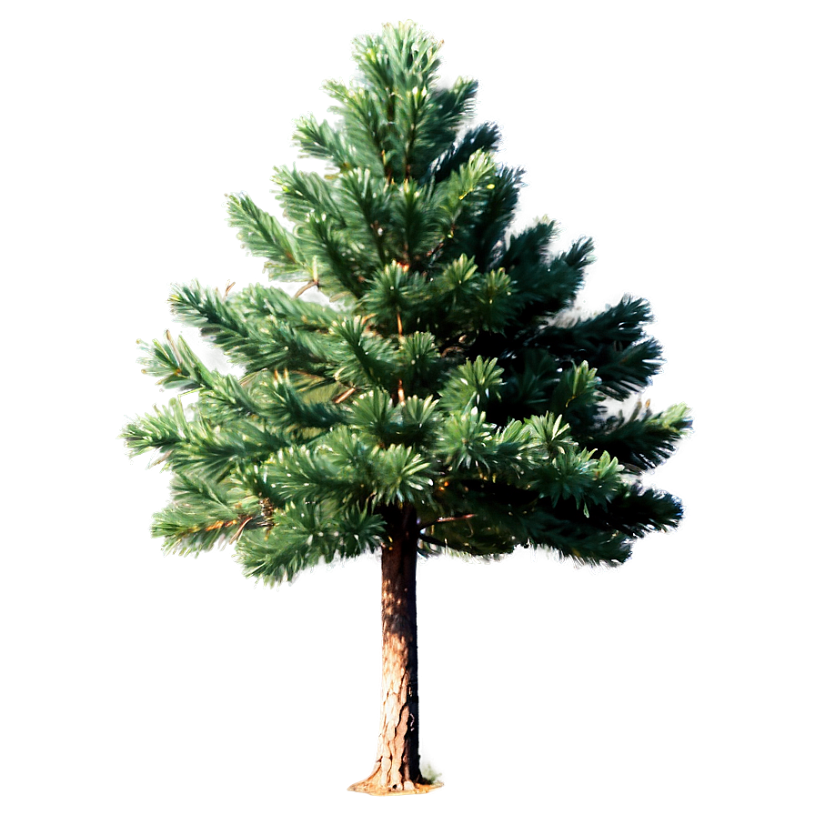 Pine Trees In Spring Png Kvh PNG