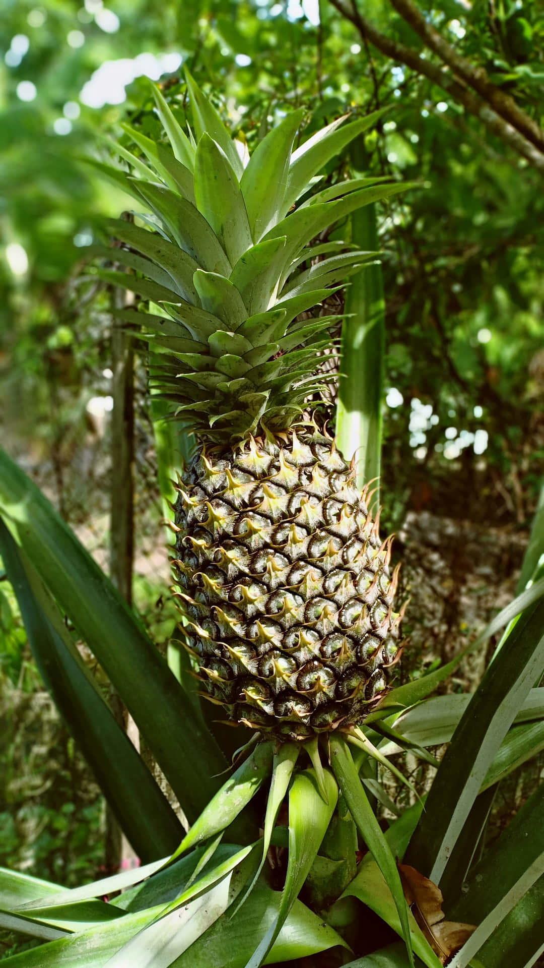 A delicious pineapple sits on a wooden platter