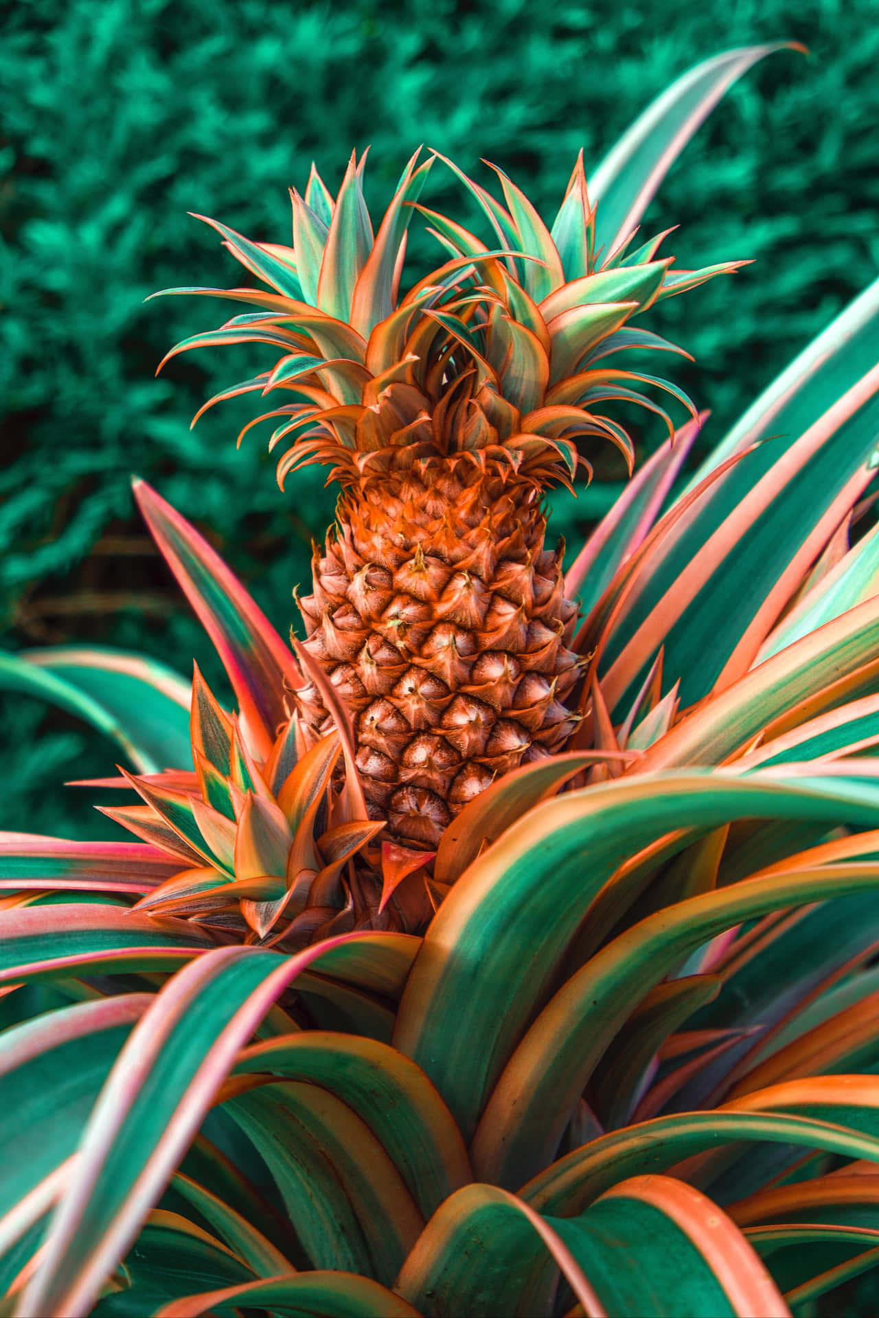 Enjoy a succulent slice of sweet and tart Pineapple