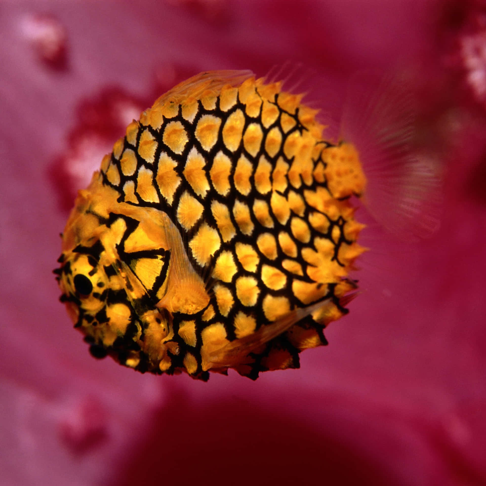 Pineapple Fish Cleidopusgloriamaris Wallpaper