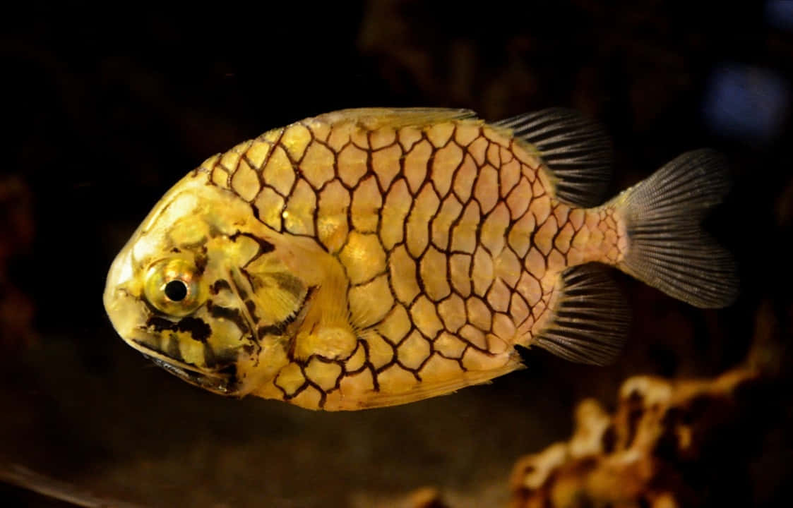 Pineapple Fish Cleidopusgloriamaris Wallpaper