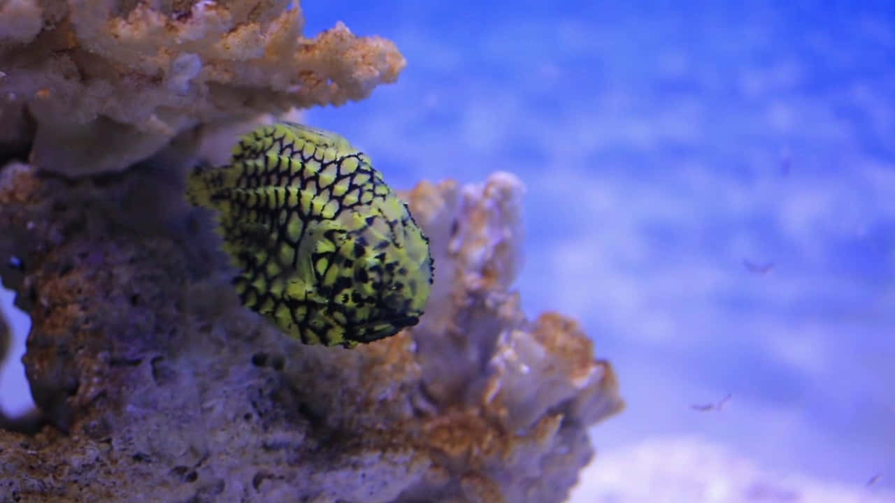 Pineapple Fish Coral Reef Wallpaper