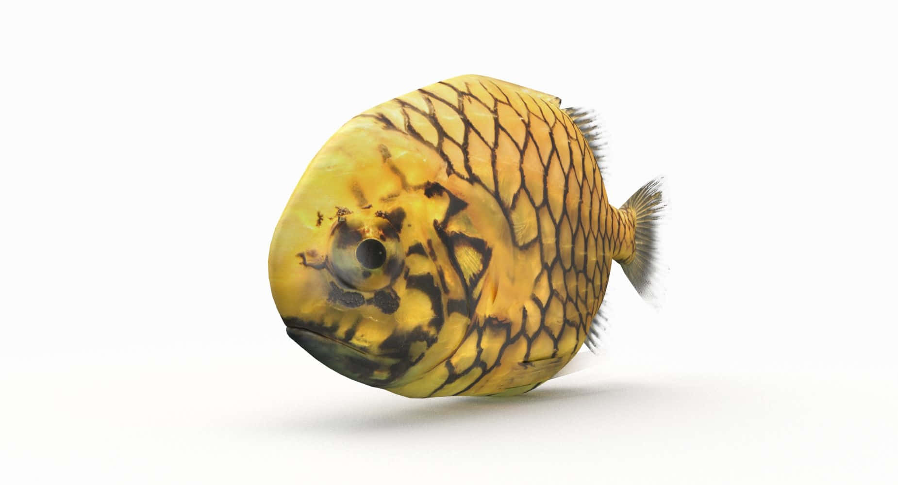 Pineapple Fish Isolated White Background Wallpaper