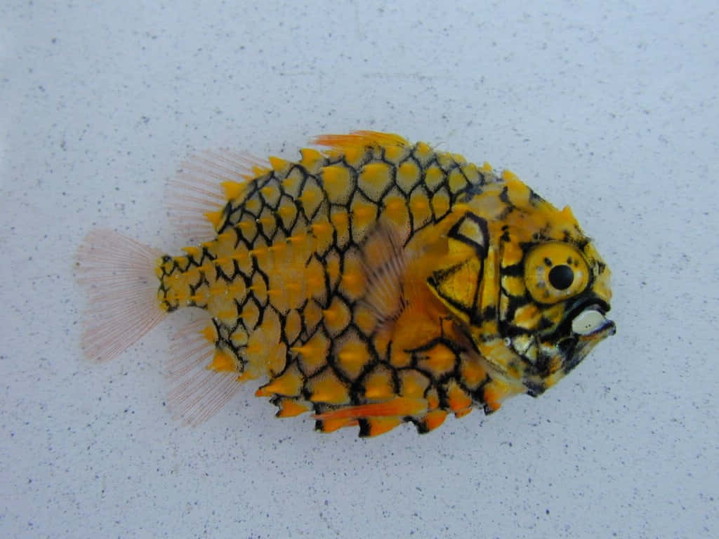 Pineapple Fish On White Background.jpg Wallpaper