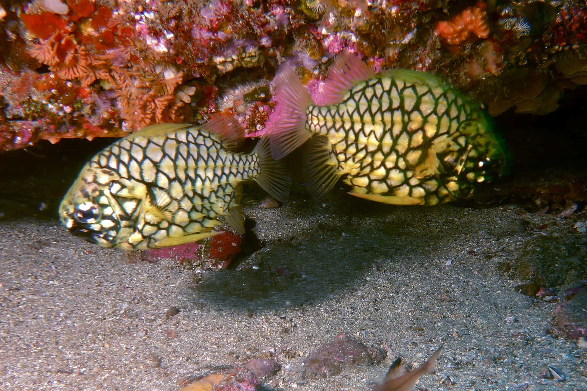 Pineapple Fish Under Rock Wallpaper