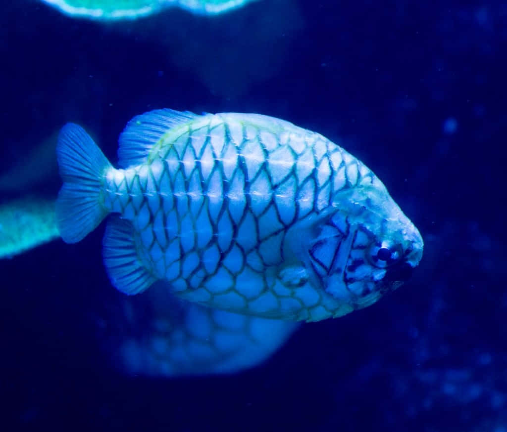 Pineapple Fish Underwater Blue Wallpaper