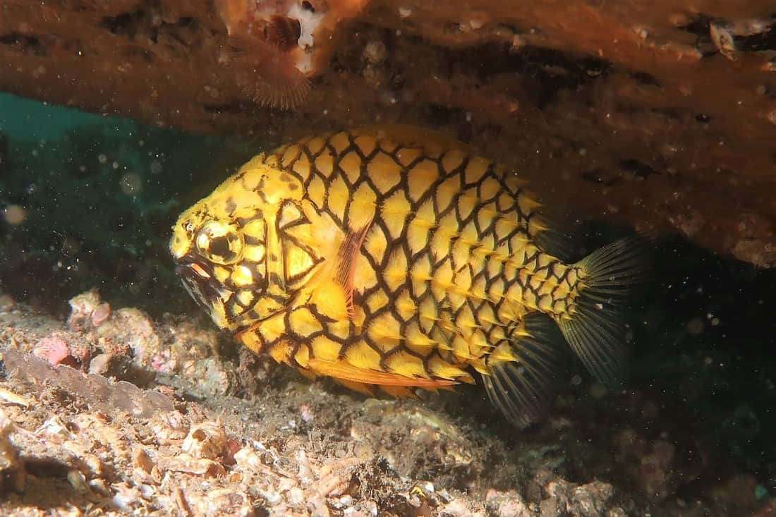 Pineapple Fish Underwater Habitat Wallpaper