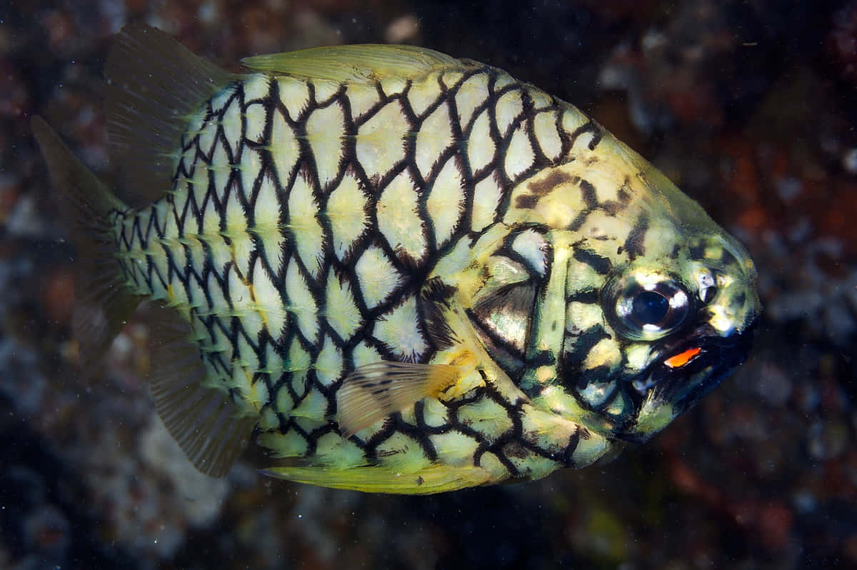 Pineapple Fish Underwater Photography Wallpaper