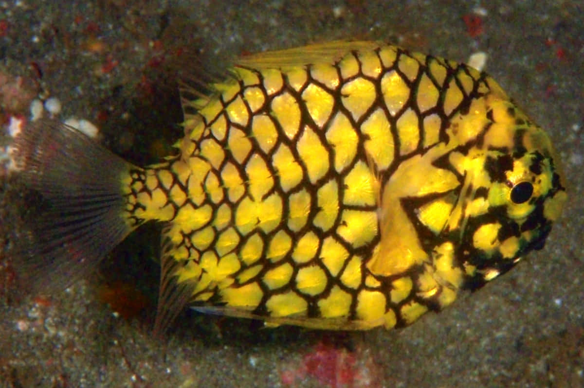 Pineapple Fish Underwater Photography Wallpaper