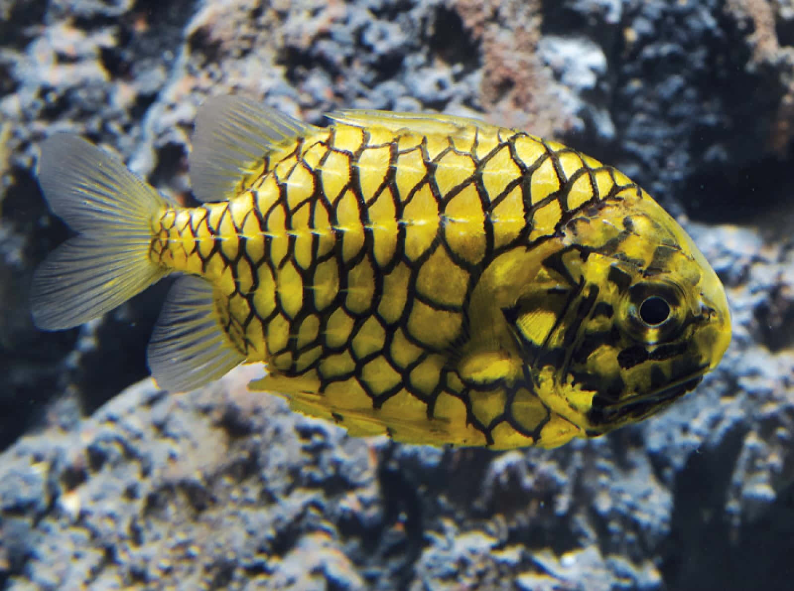 Pineapple Fish Underwater Photography Wallpaper