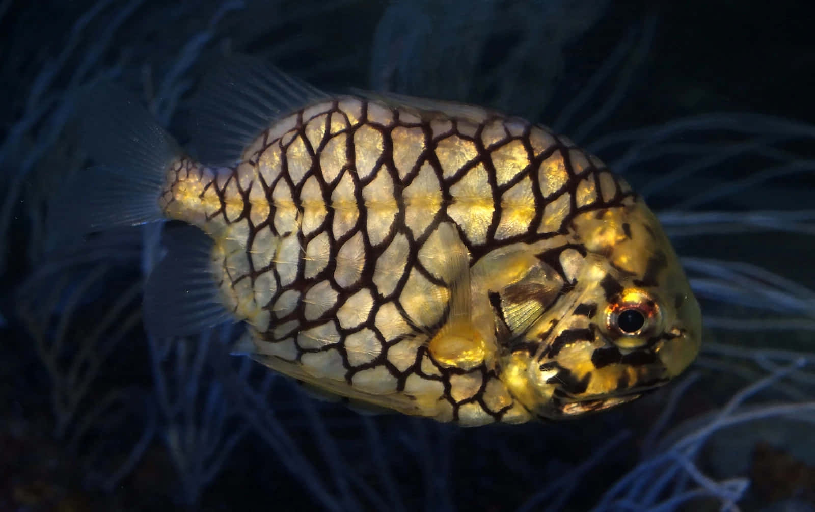 Pineapple Fish Underwater Portrait Wallpaper