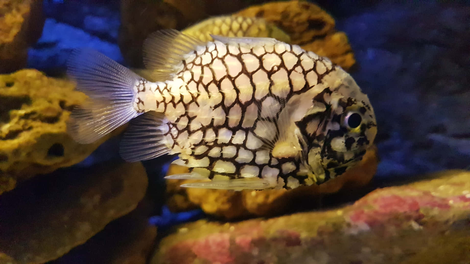 Pineapple Fish Underwater Scene Wallpaper