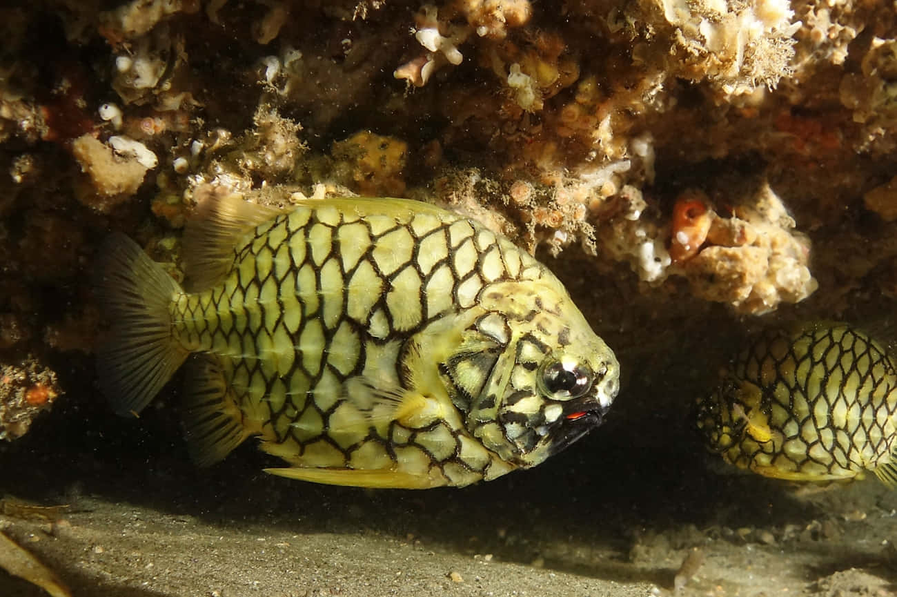 Pineapple Fish Underwater Scene Wallpaper