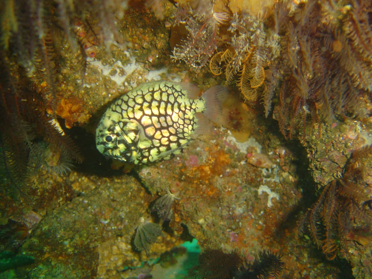 Pineapple Fish Underwater Scene Wallpaper