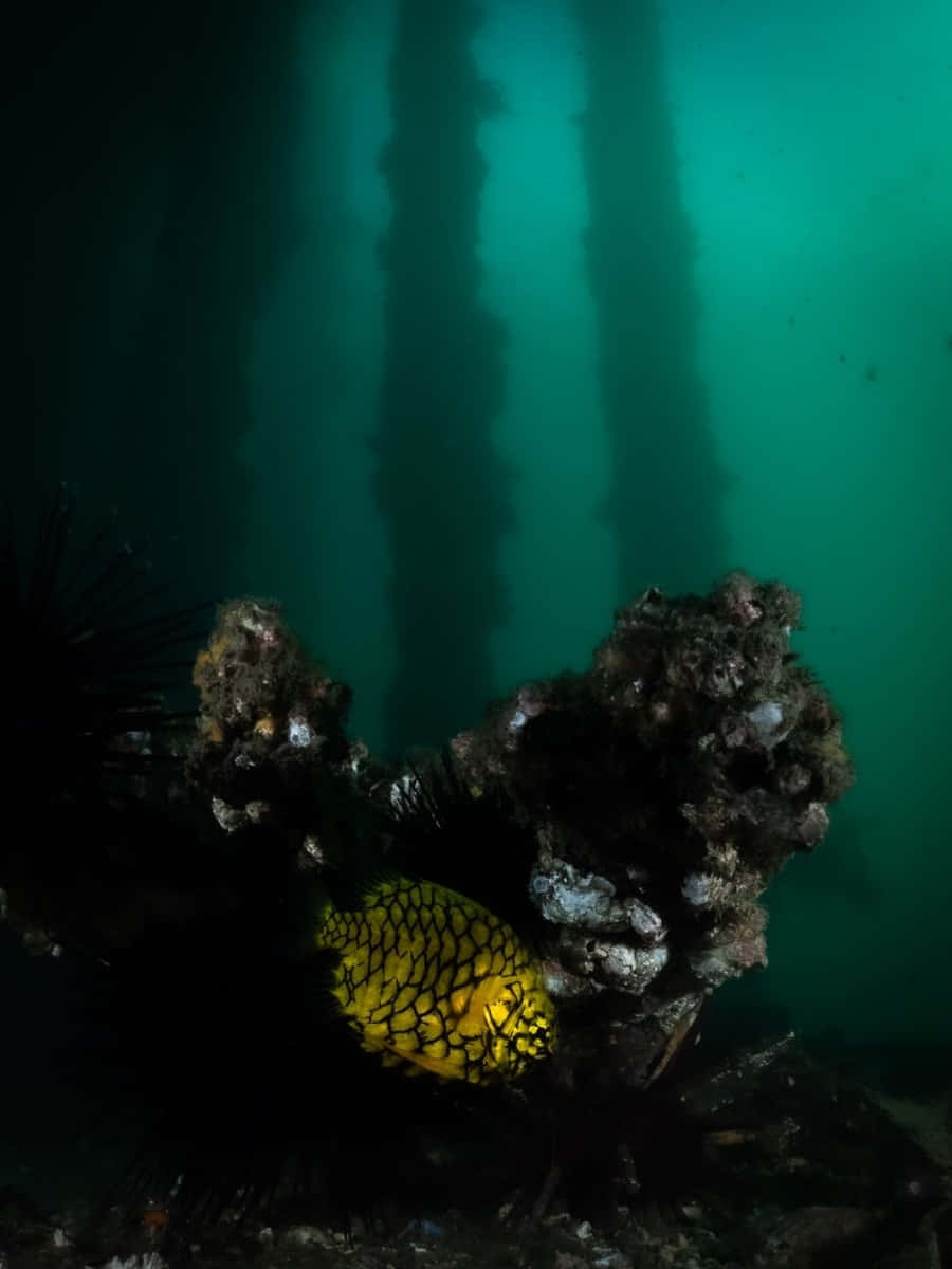 Pineapple Fish Underwater Scene Wallpaper