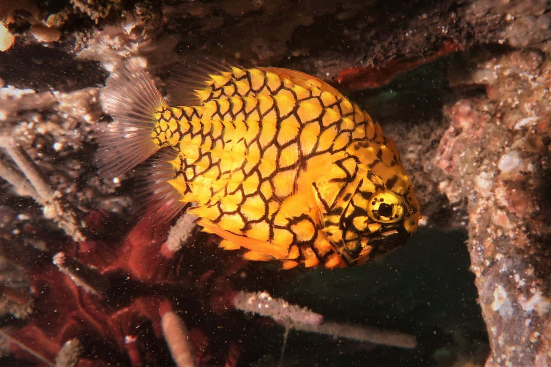 Pineapple Fish Underwater Wallpaper