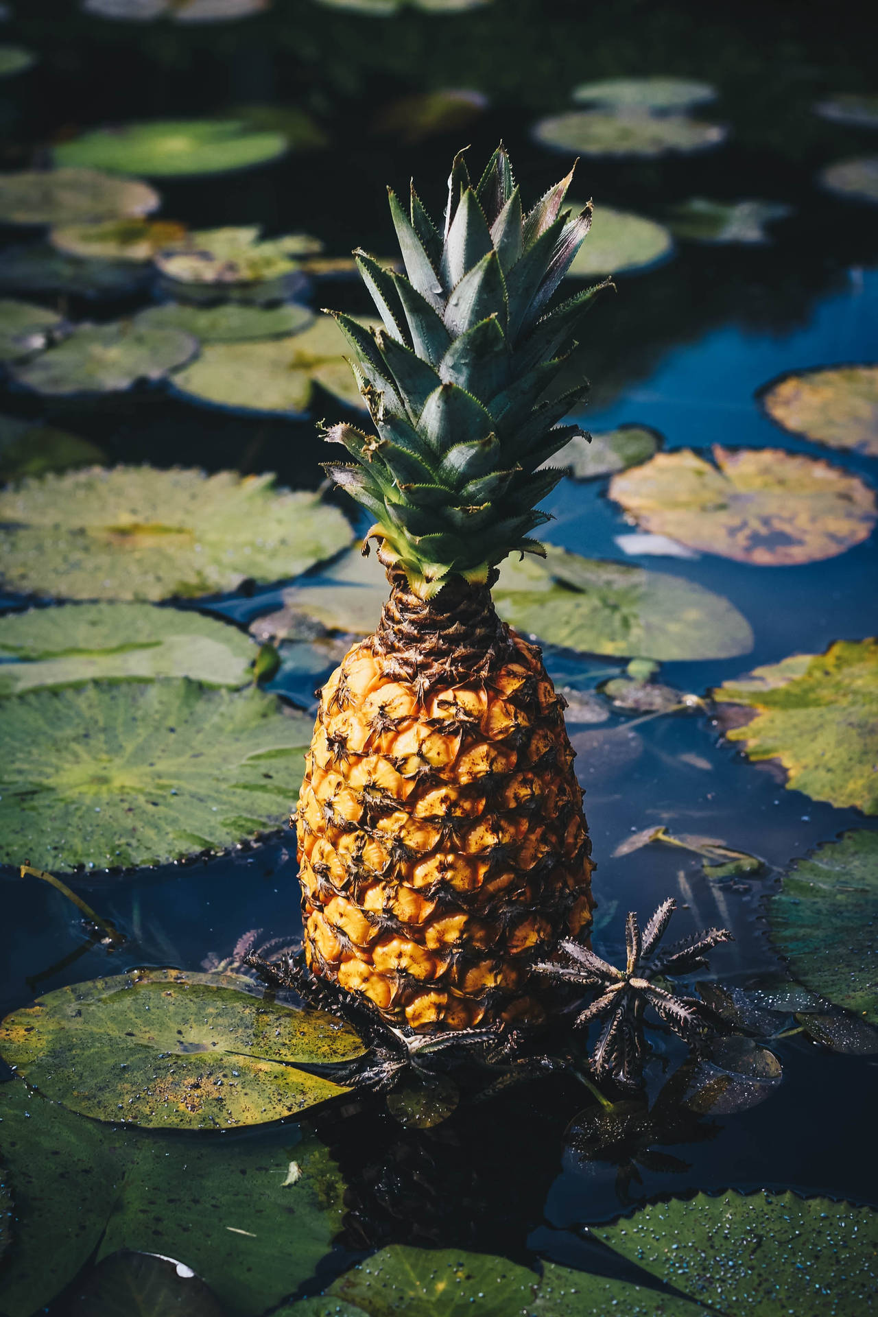 Relax and Enjoy the View of a Pineapple Floating in a Pond Wallpaper