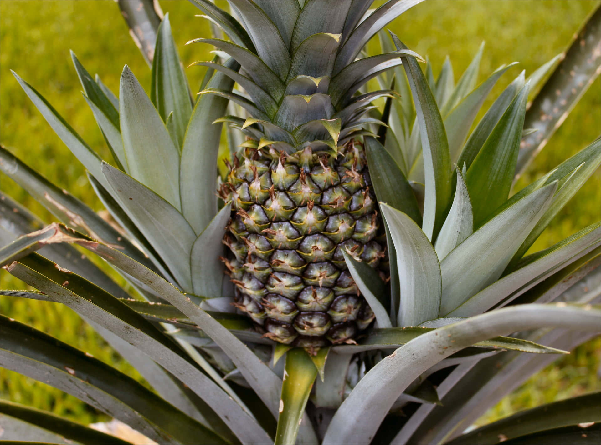 Fresh and juicy pineapple