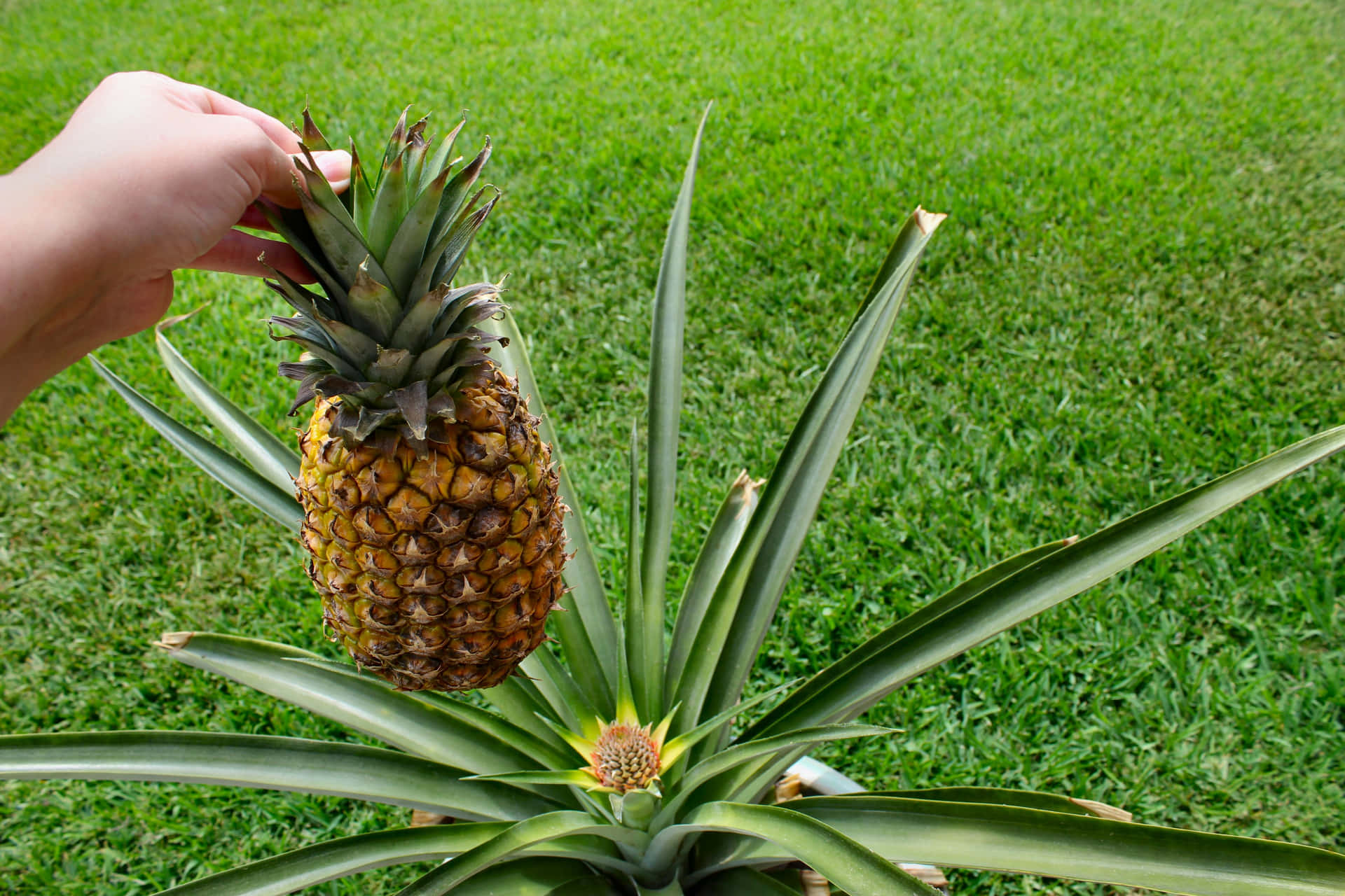 Perfectly ripe pineapple ready to be enjoyed.
