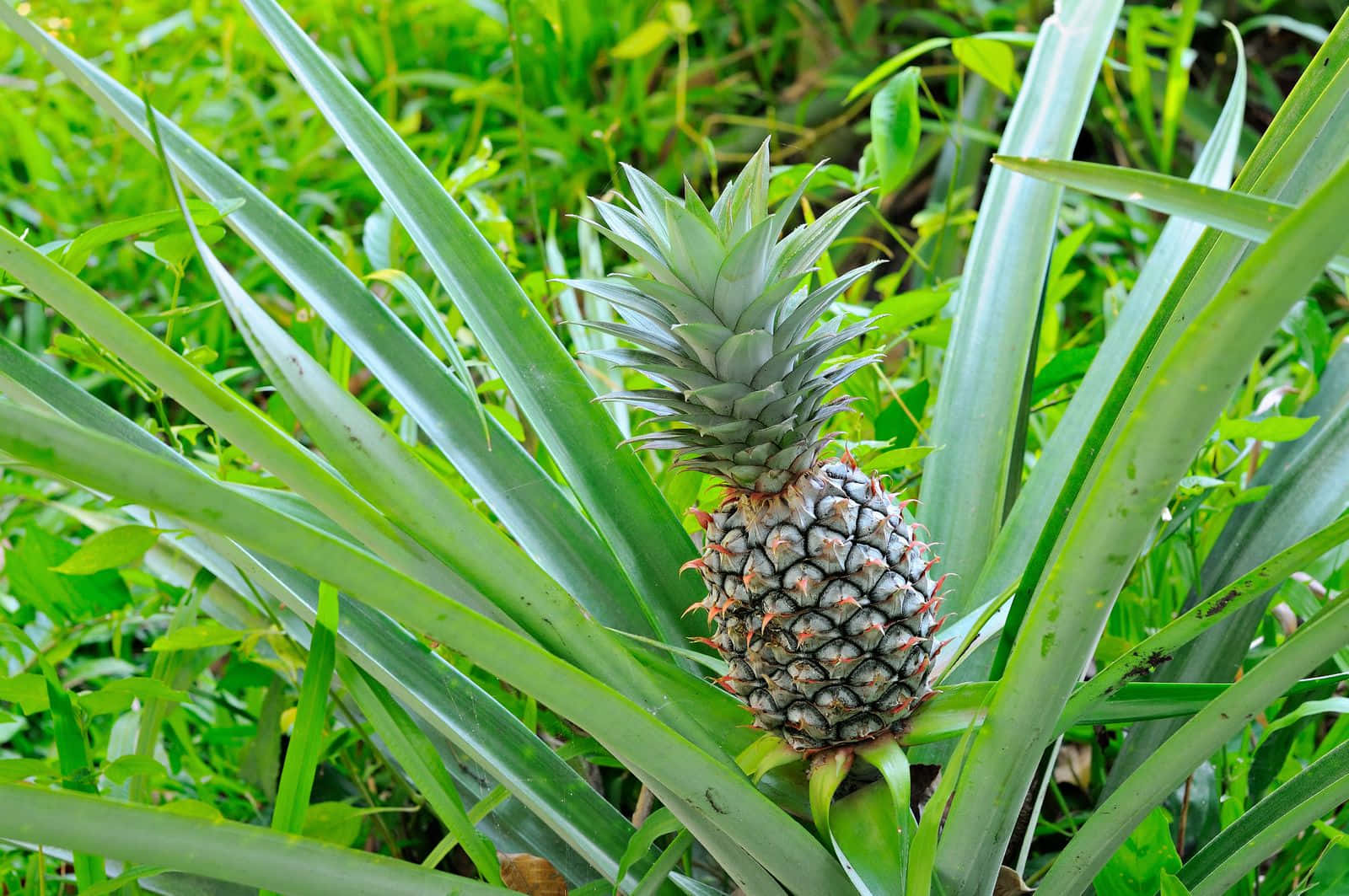 A ripe pineapple ready to enjoy!