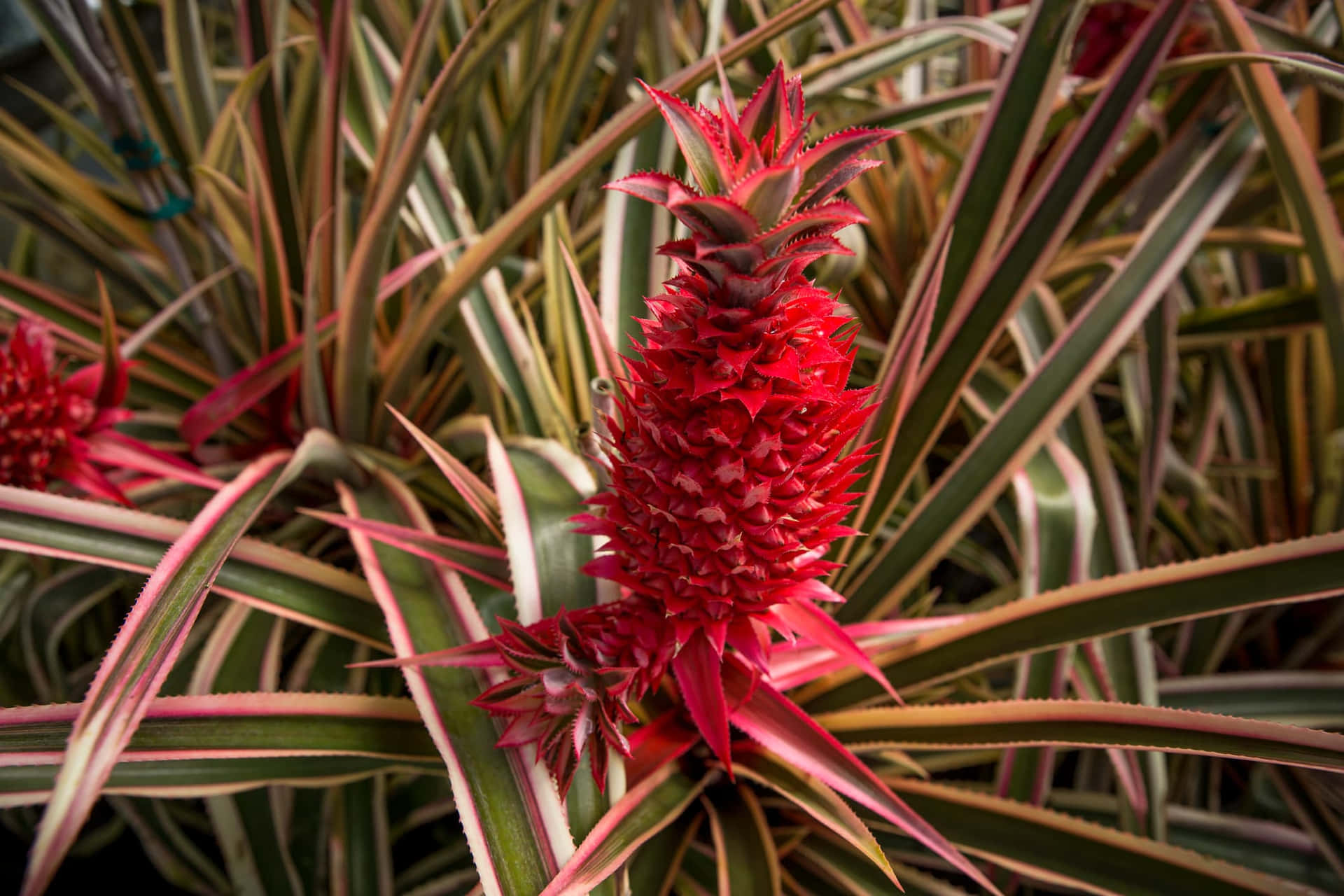 Pineapple Plant Red Fruit Leaves Photography Picture