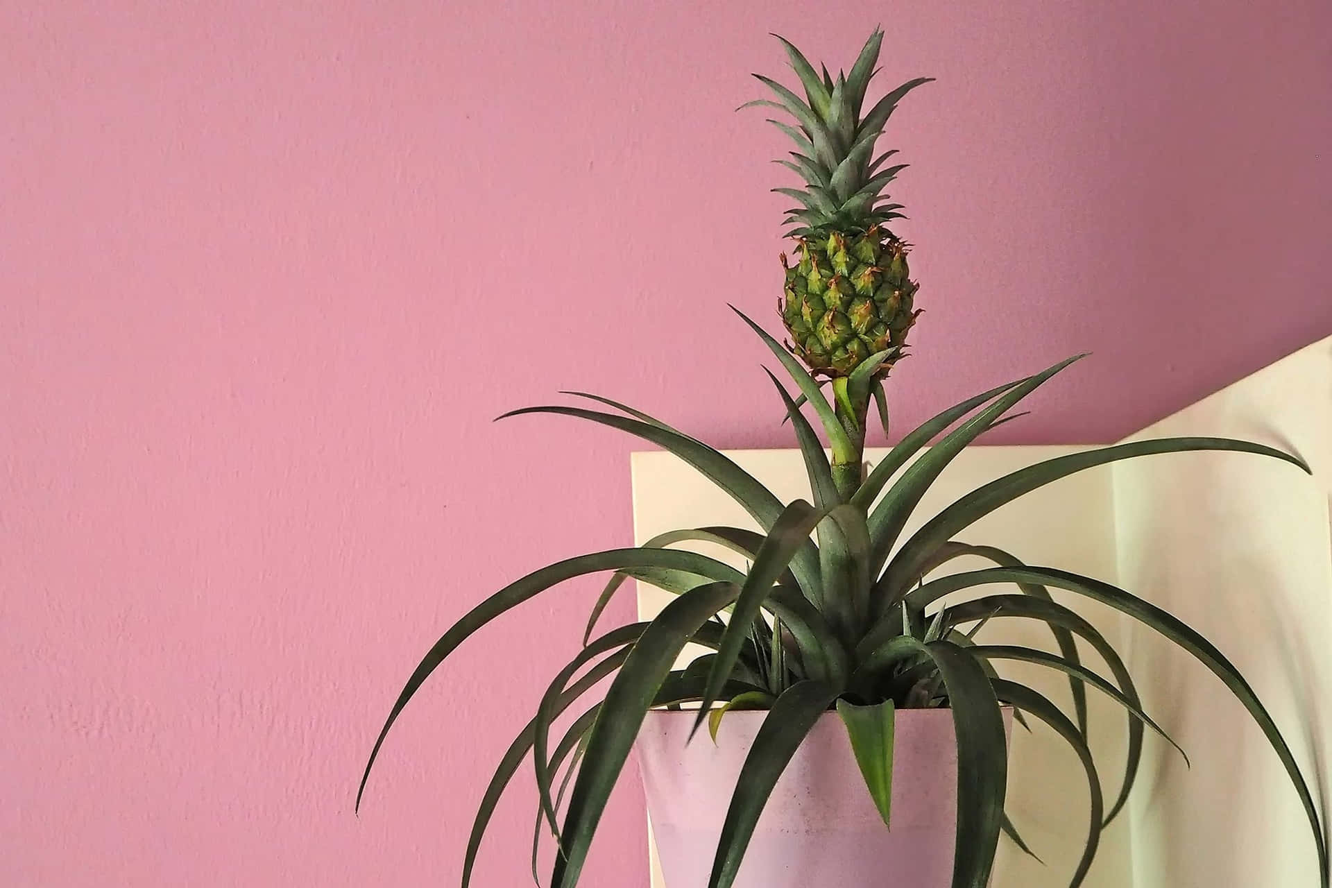 Pineapple Plant Fruit Pink Photoshoot Picture