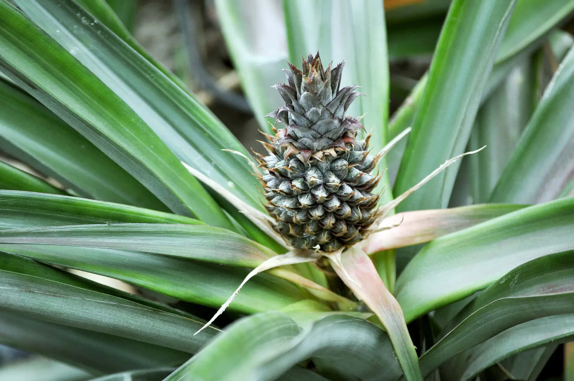 Pineapple Plant Green Leaves Photography Picture