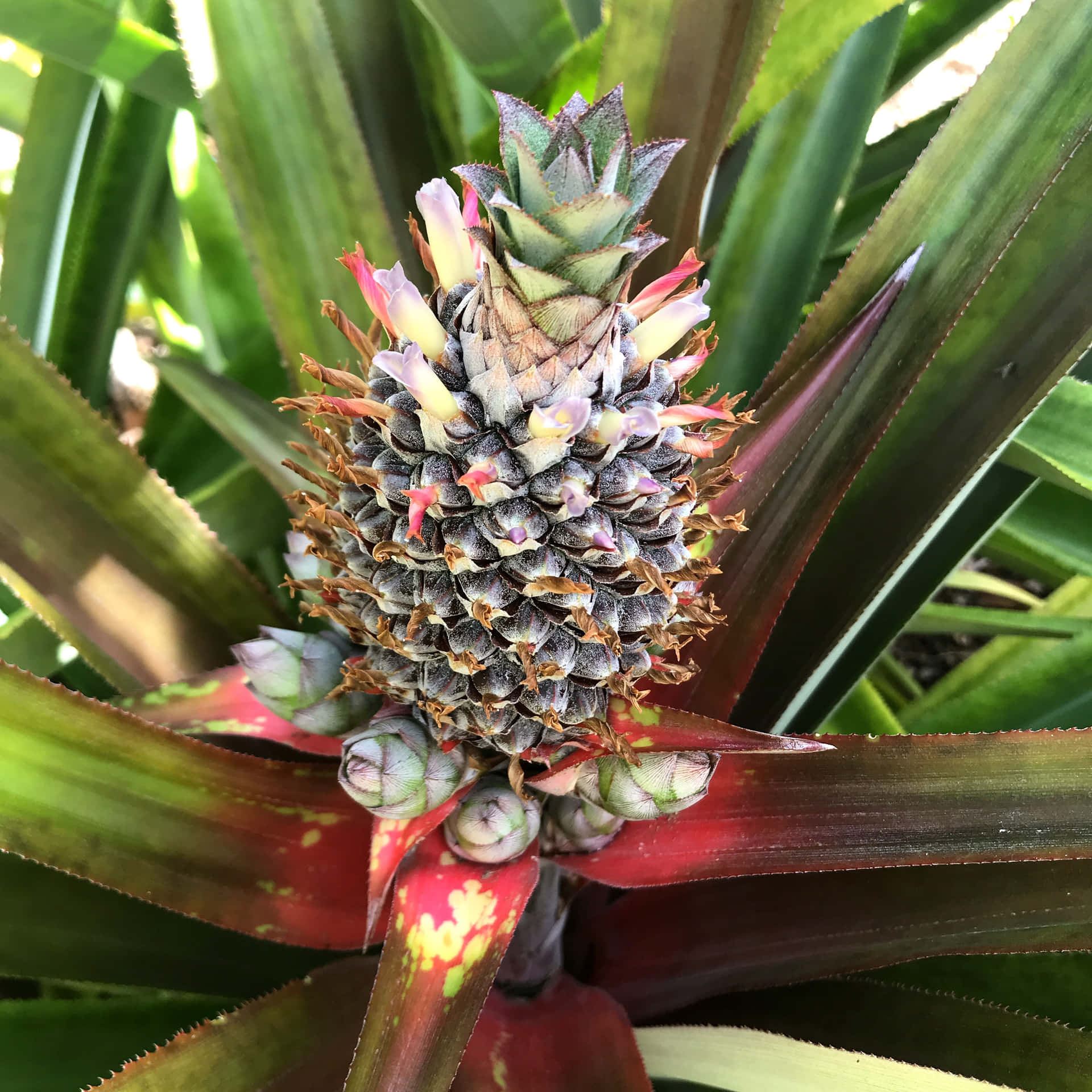 Lush Pineapple Plantation at Peak Season
