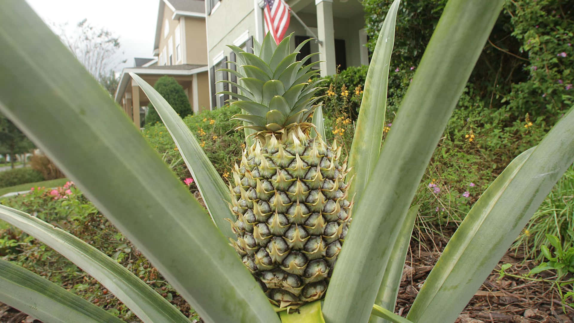 Pineapple Plant House Garden Photography Picture