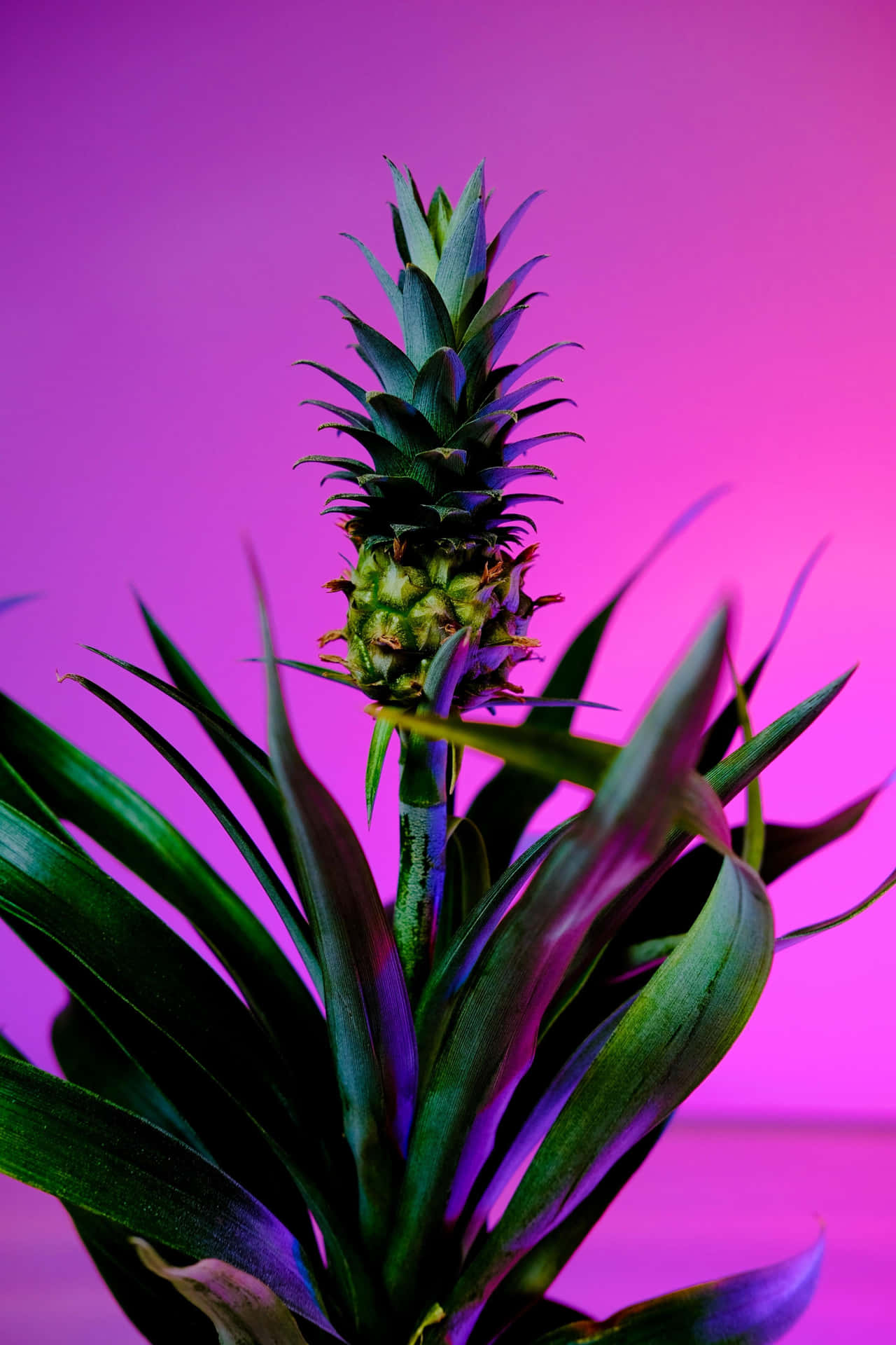 Fotografiadi Una Pianta Di Ananas Su Sfondo Viola