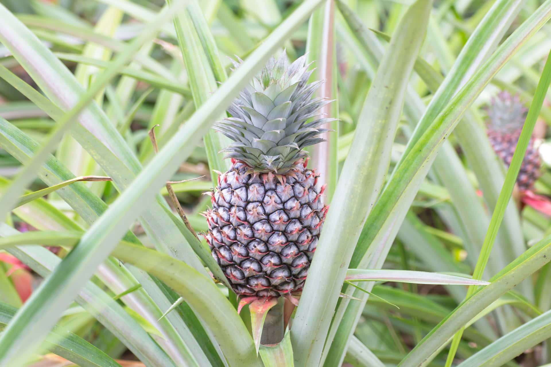 Immaginefotografica Di Un'ananas Nell'ambito Di Un Campo Di Piante Di Ananas