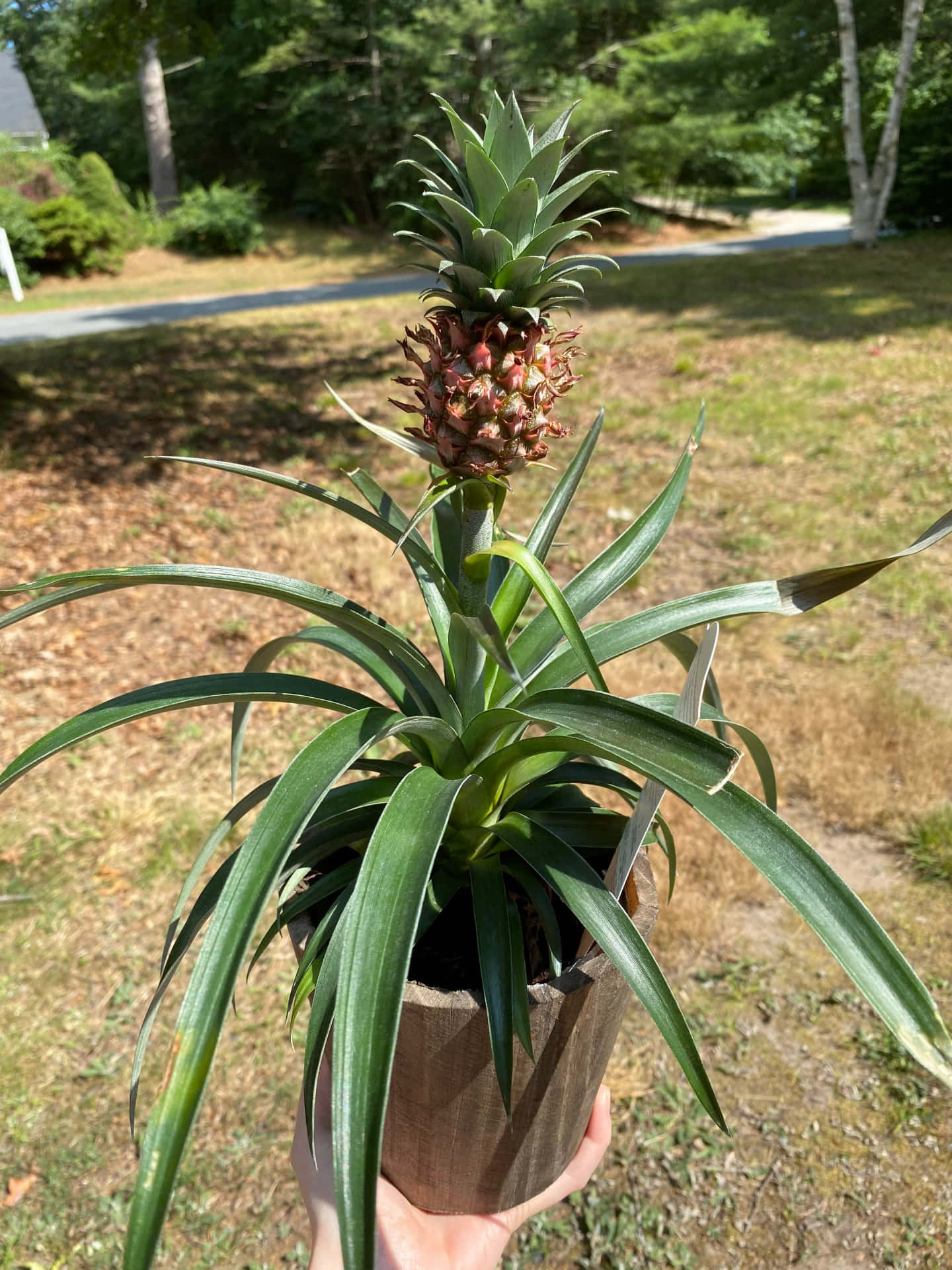 Vibrant Pineapple Plant Thriving in Natural Habitat
