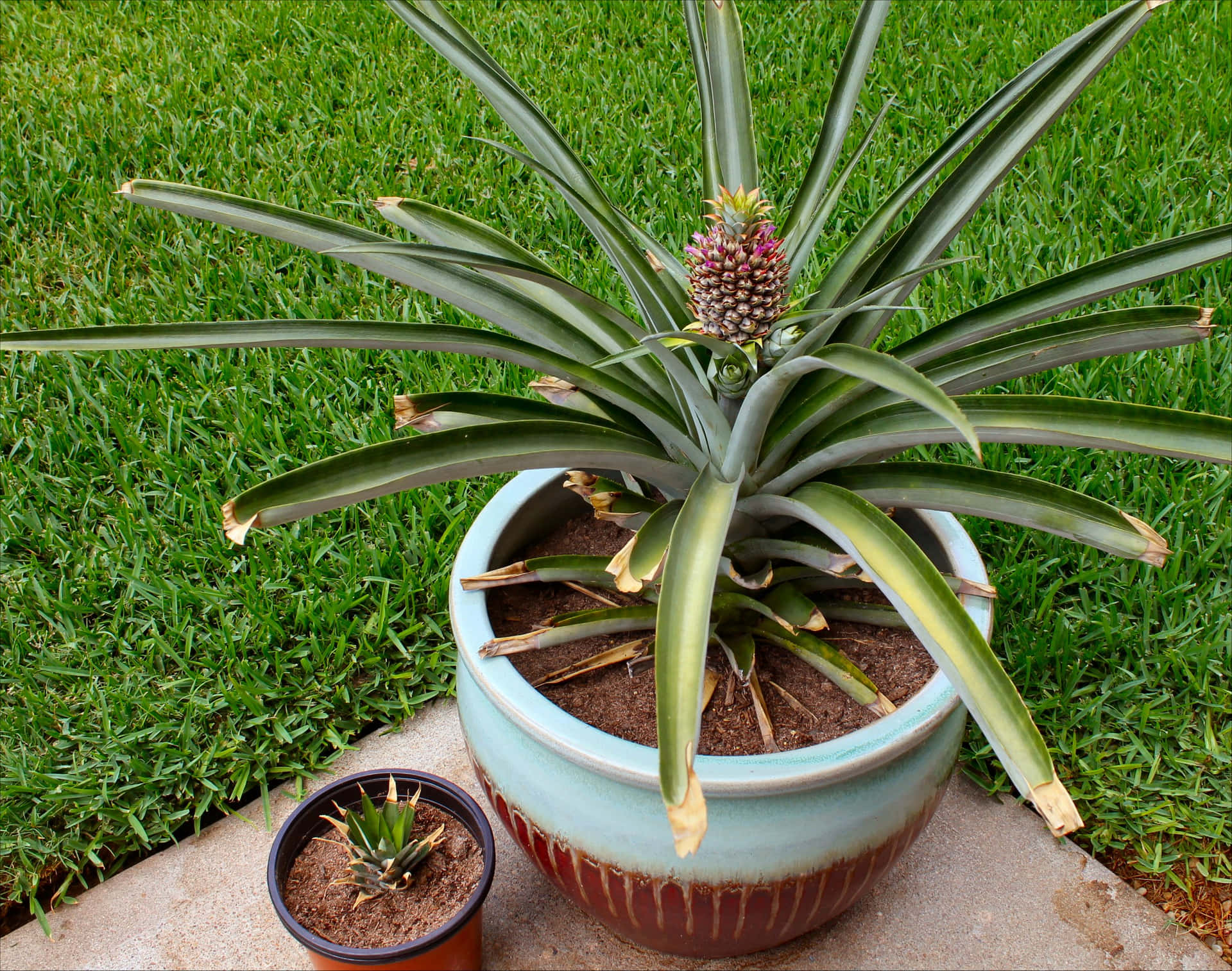 Pineapple Plant Small Fruit Sprout Photography Picture