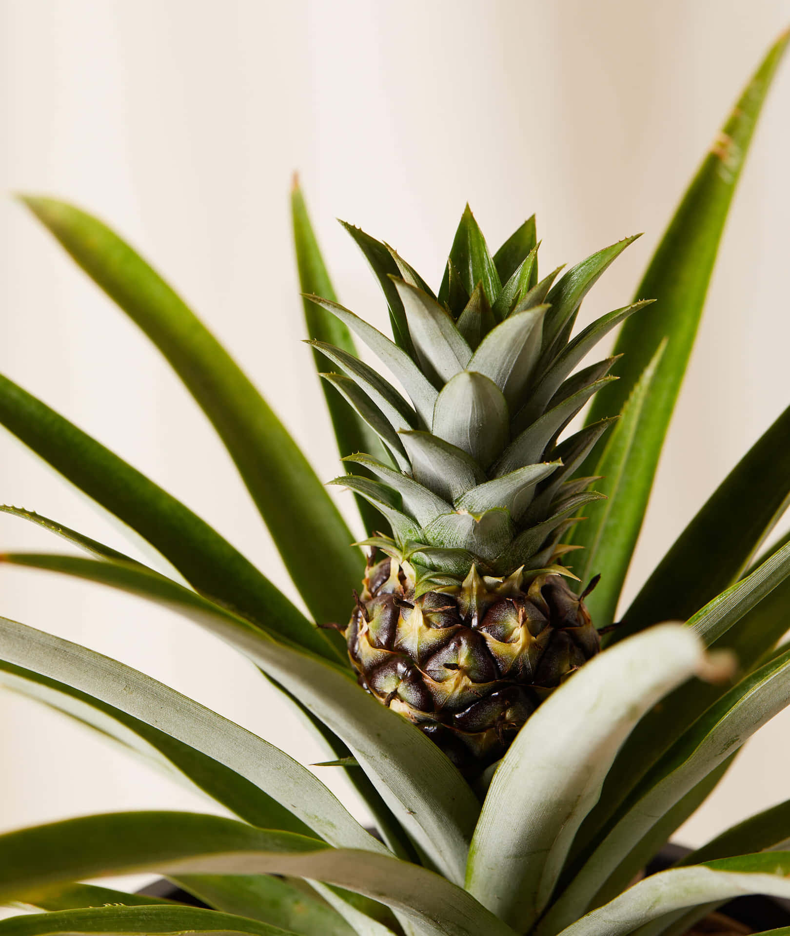 Pineapple Plant Sprouting From Leaves Photography Picture