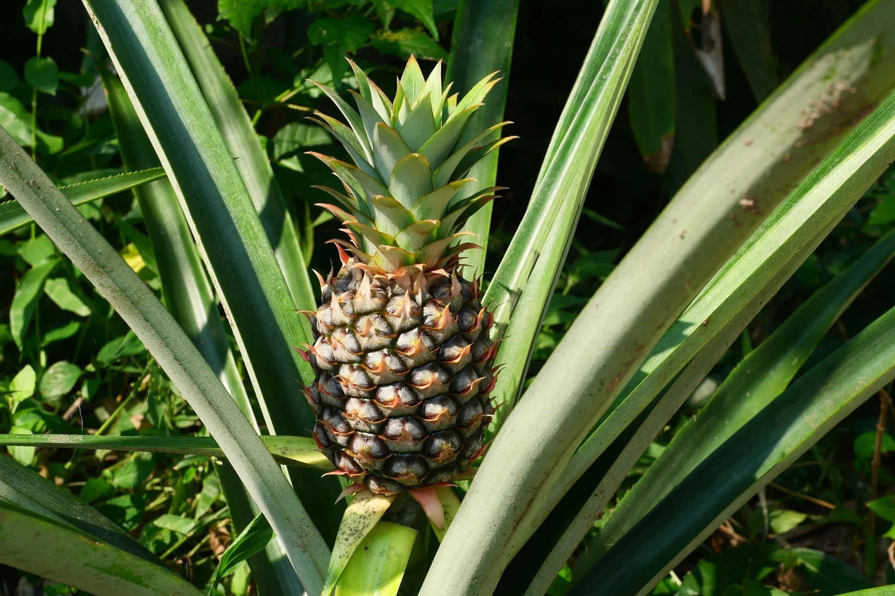 Pineapple Plant Fruit Growing Photography Picture