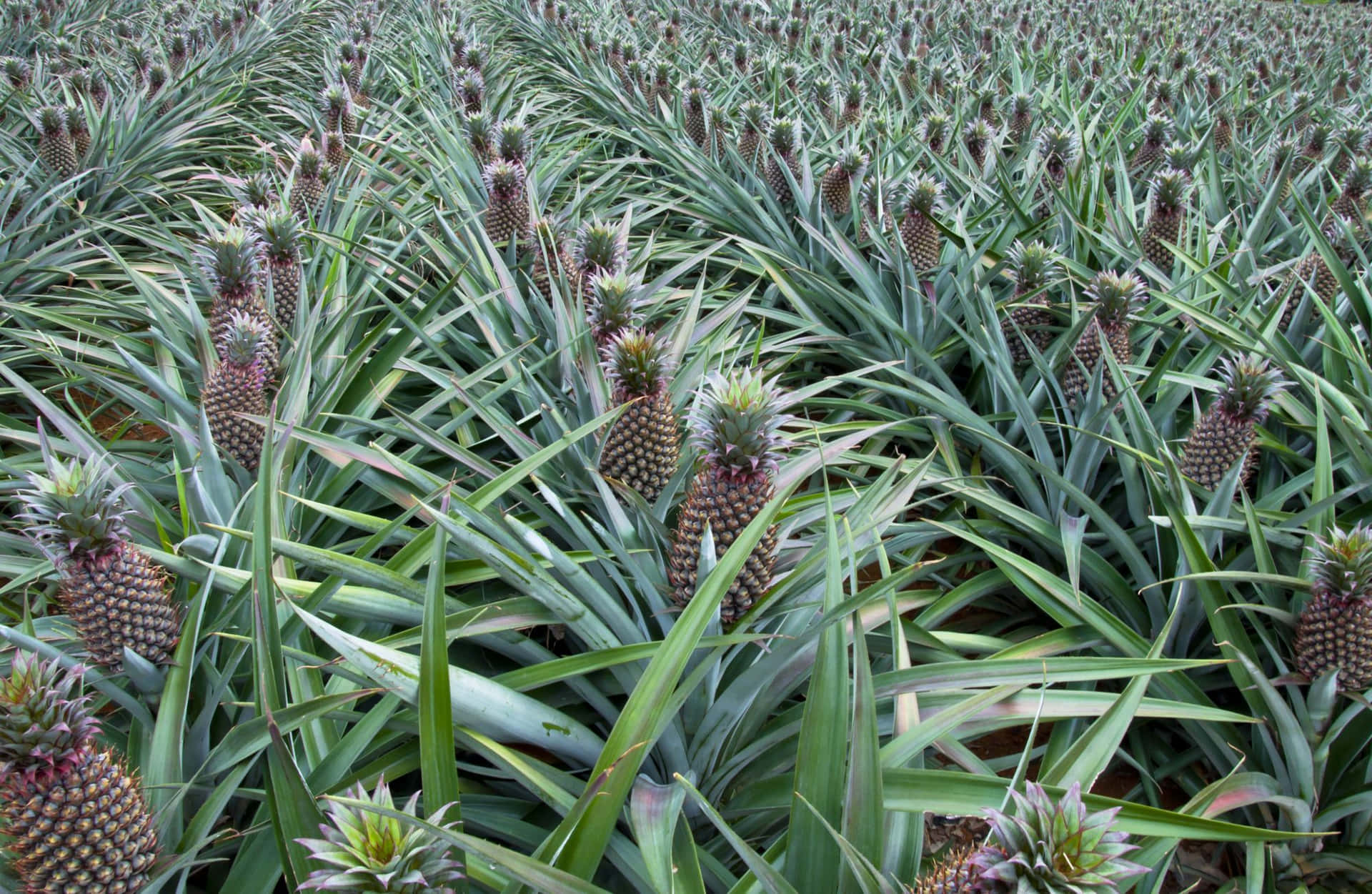 Fotodi Fotografia Di Un Campo Di Coltivazione Di Piante Di Ananas