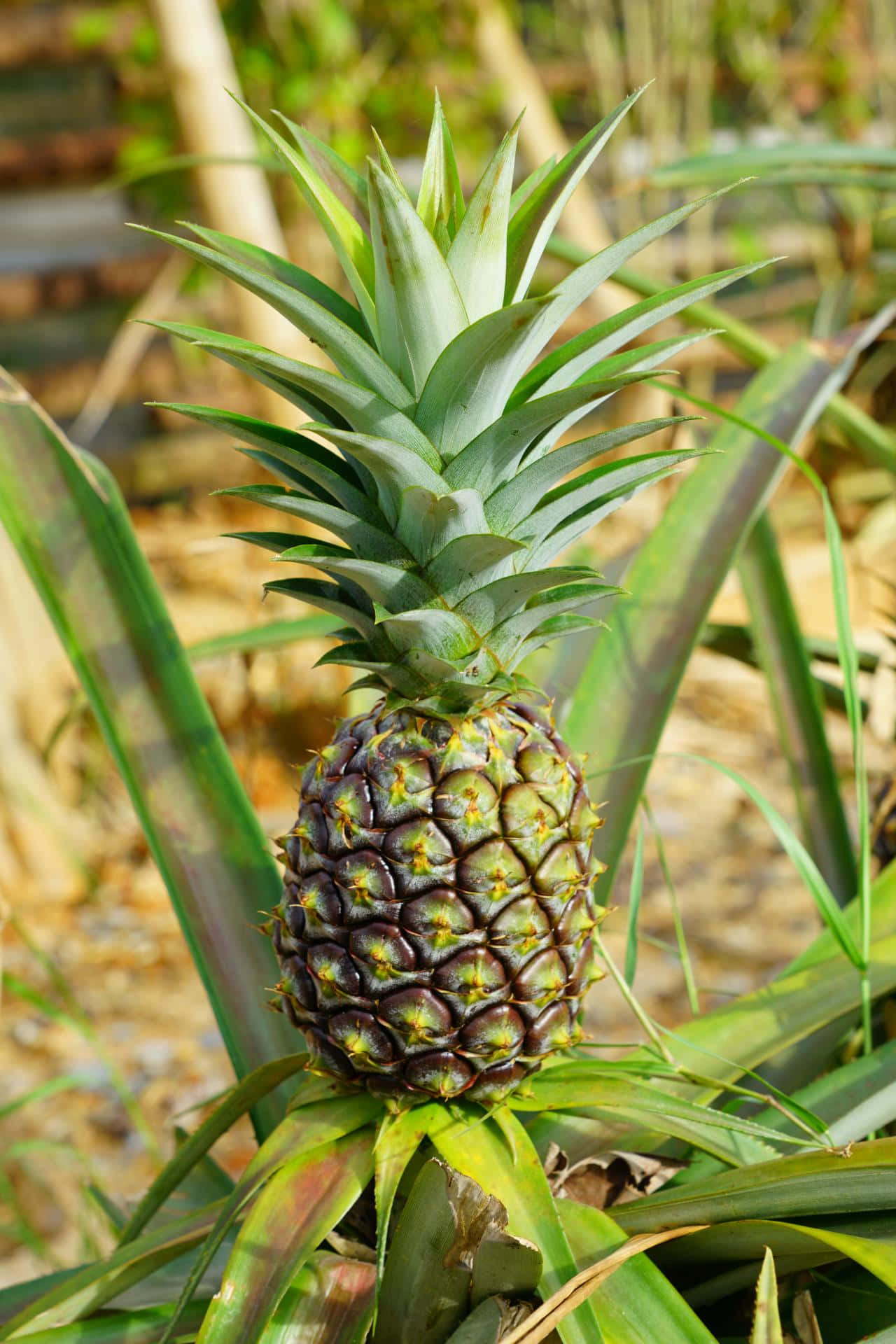 Green Pineapple Plant Fruit Photography Picture