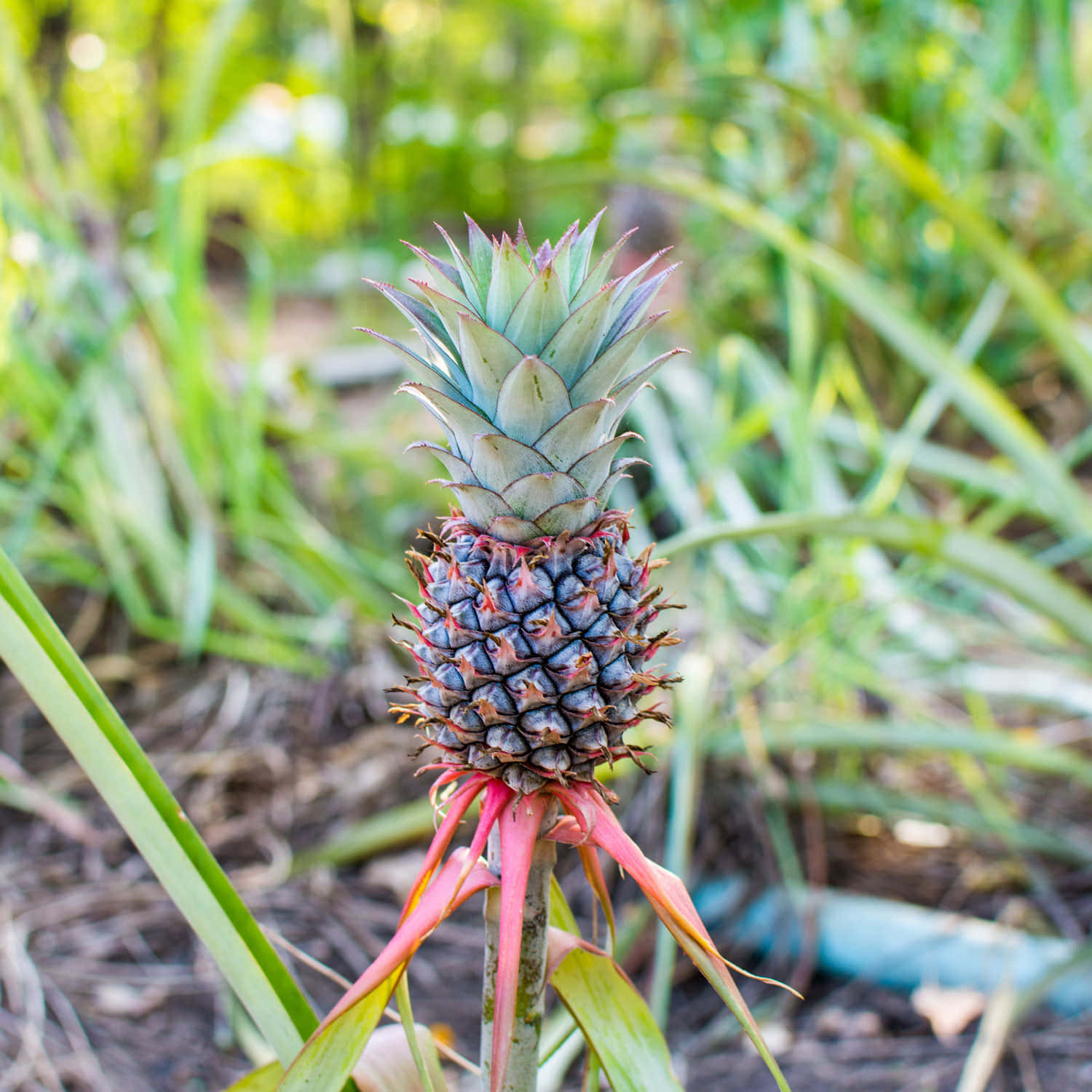 Pineapple Plant Pink Leaves Photography Picture