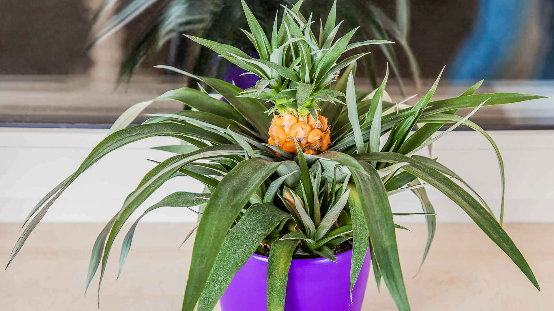 Pineapple Plant In Purple Pot Photography Picture