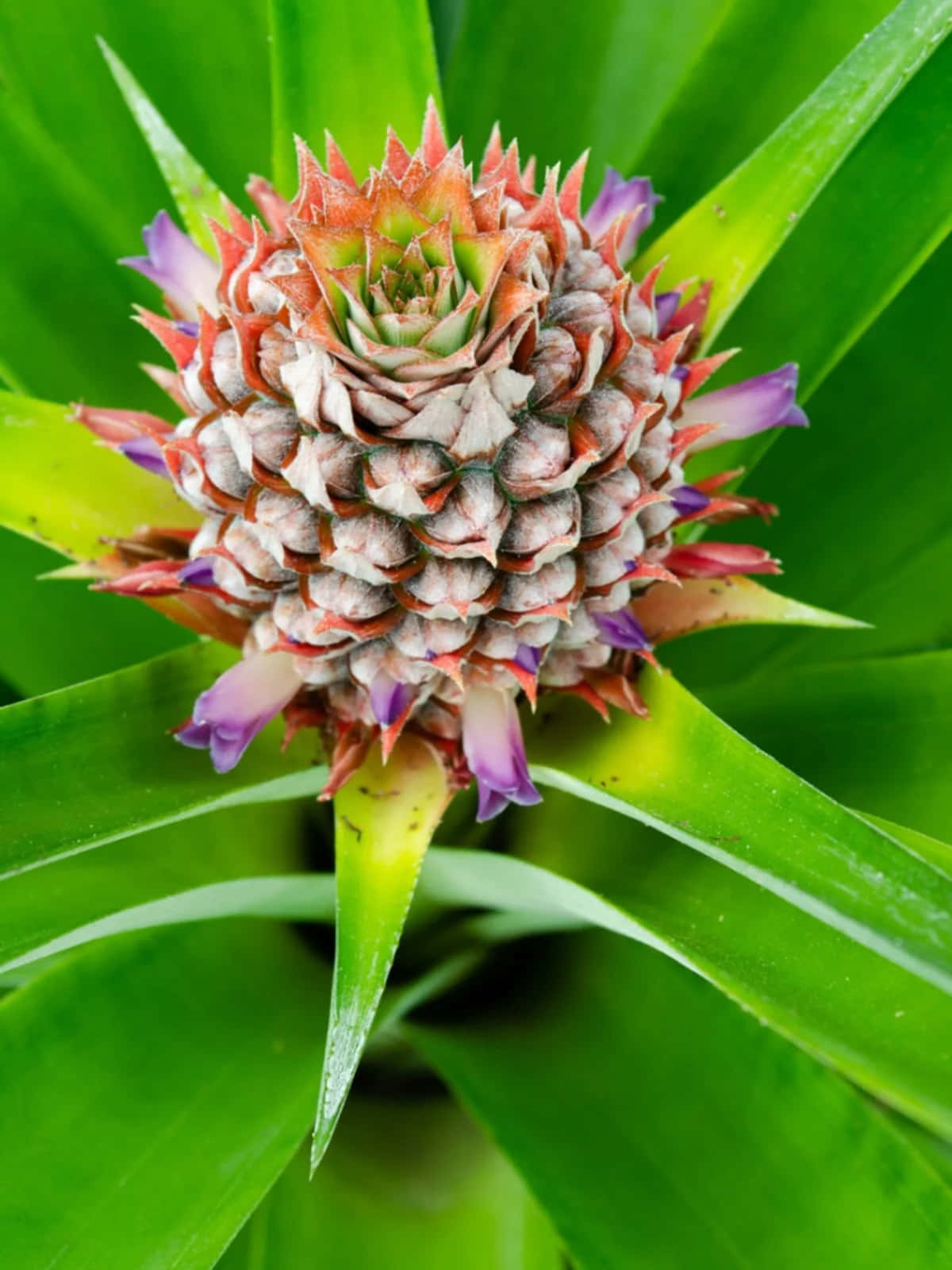 Pineapple Plant Blooming Thorns Photography Picture
