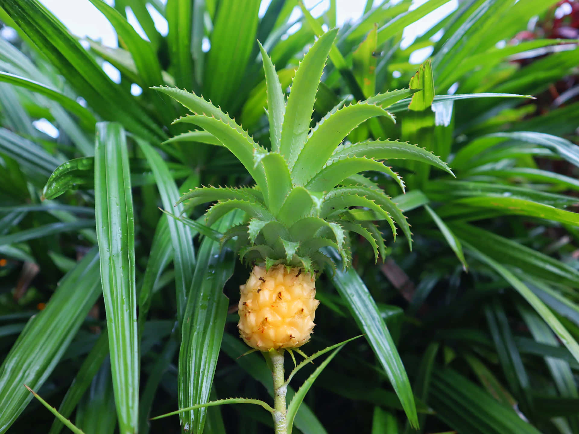 Ananasväxtprydnadsfotografi Bild