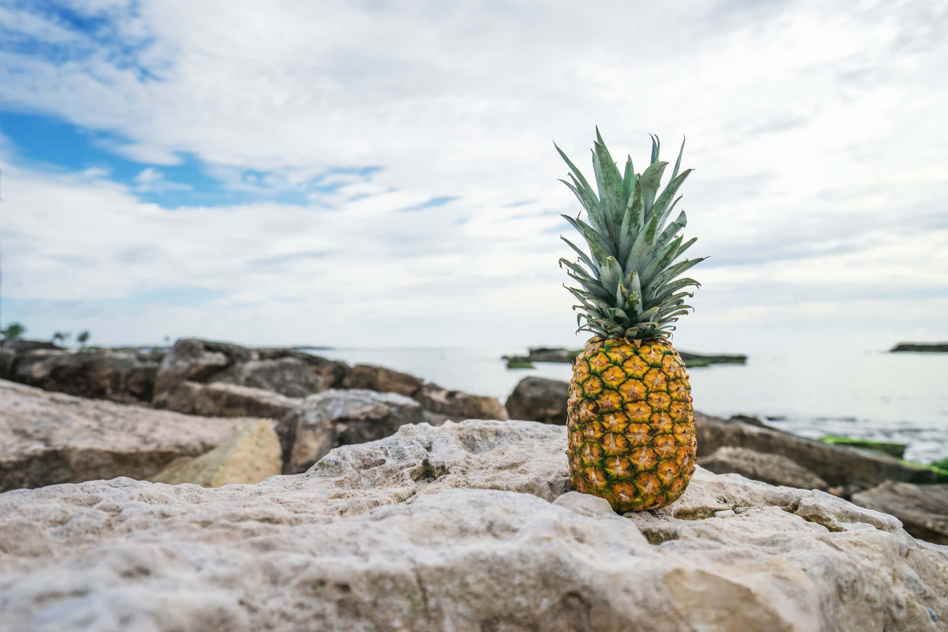 Piantadi Ananas Fotografia Di Rocce Sulla Spiaggia