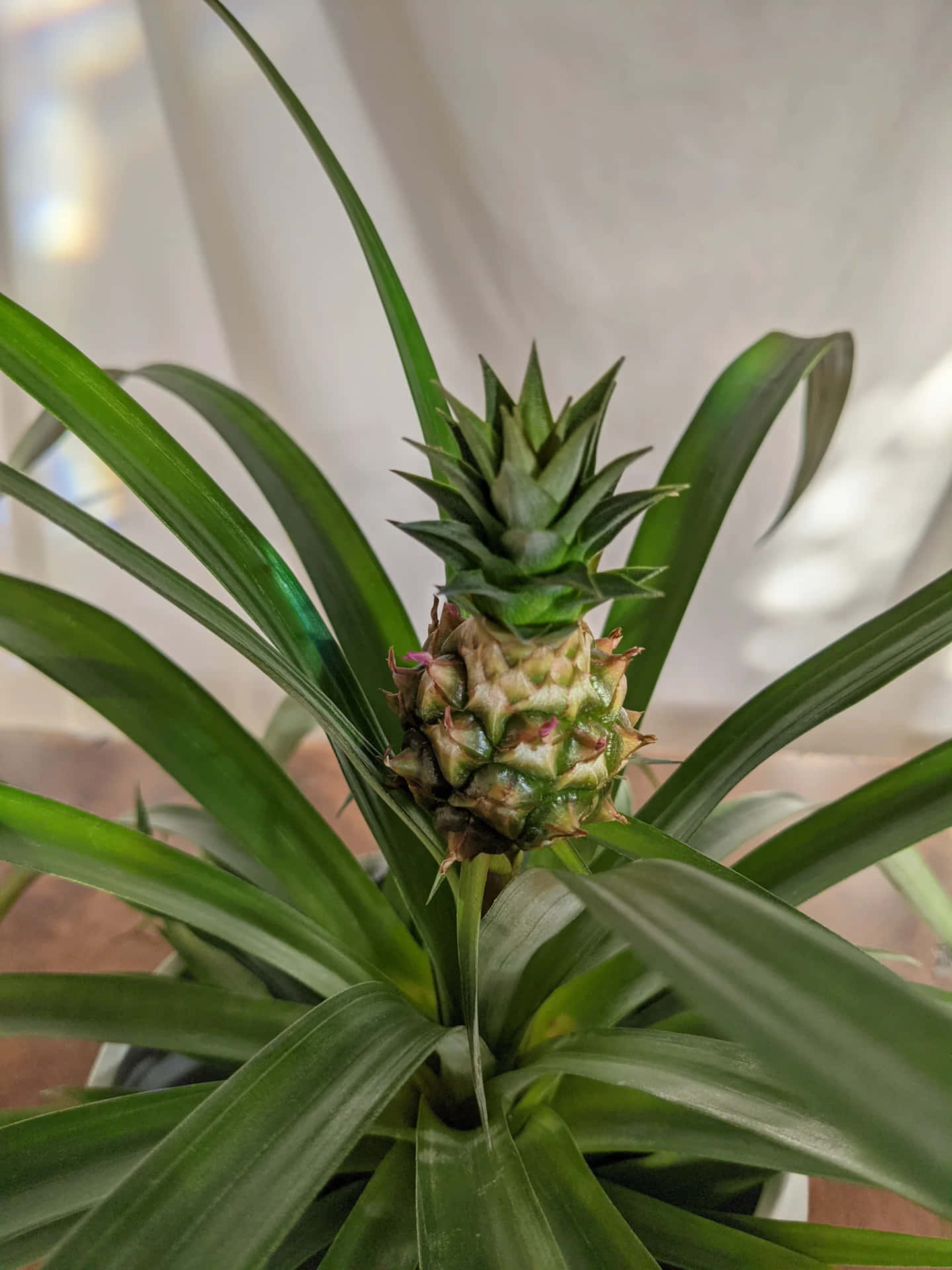 Pineapple Plant On Table Photography Picture